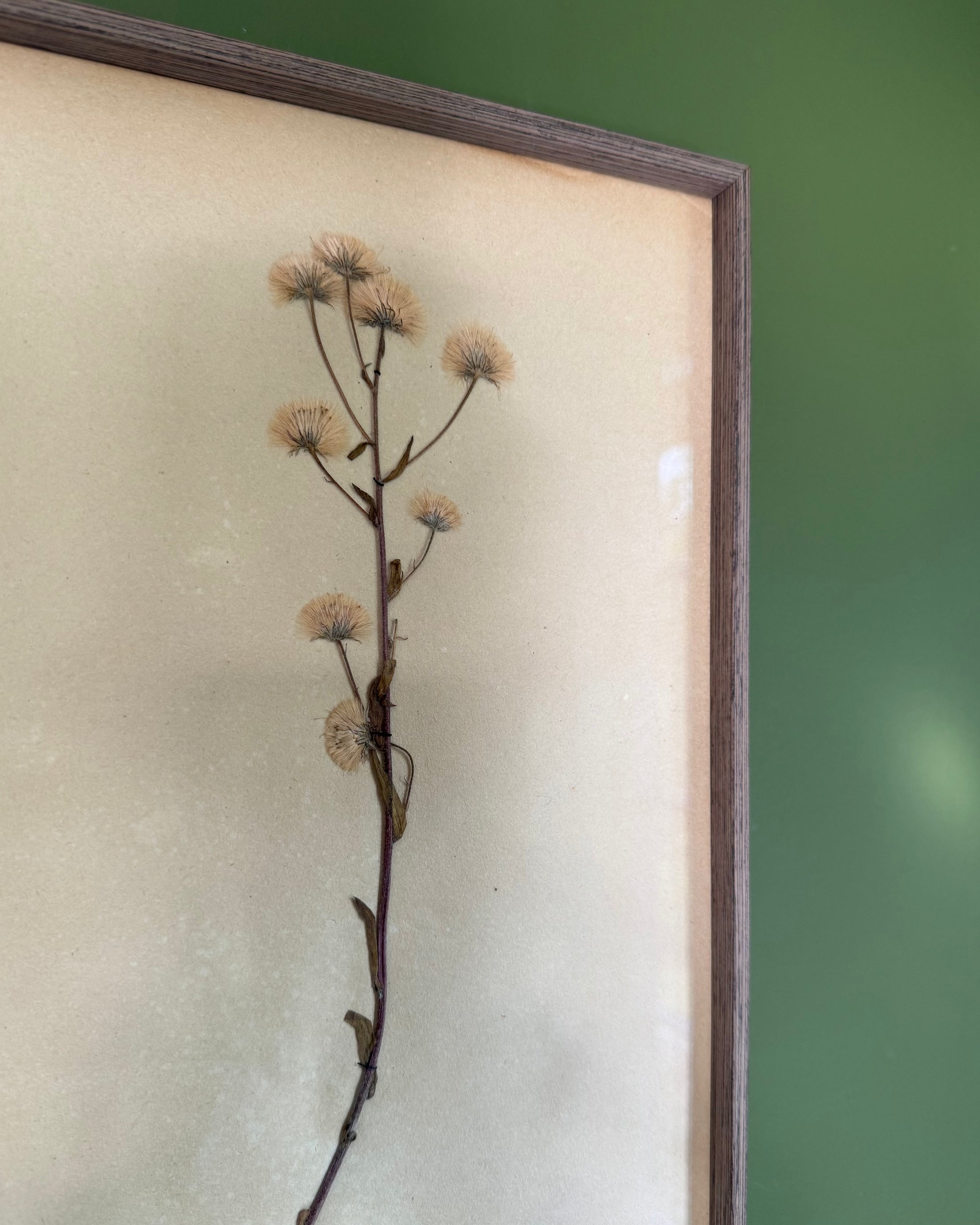 Framed Herbarium Sheet #6