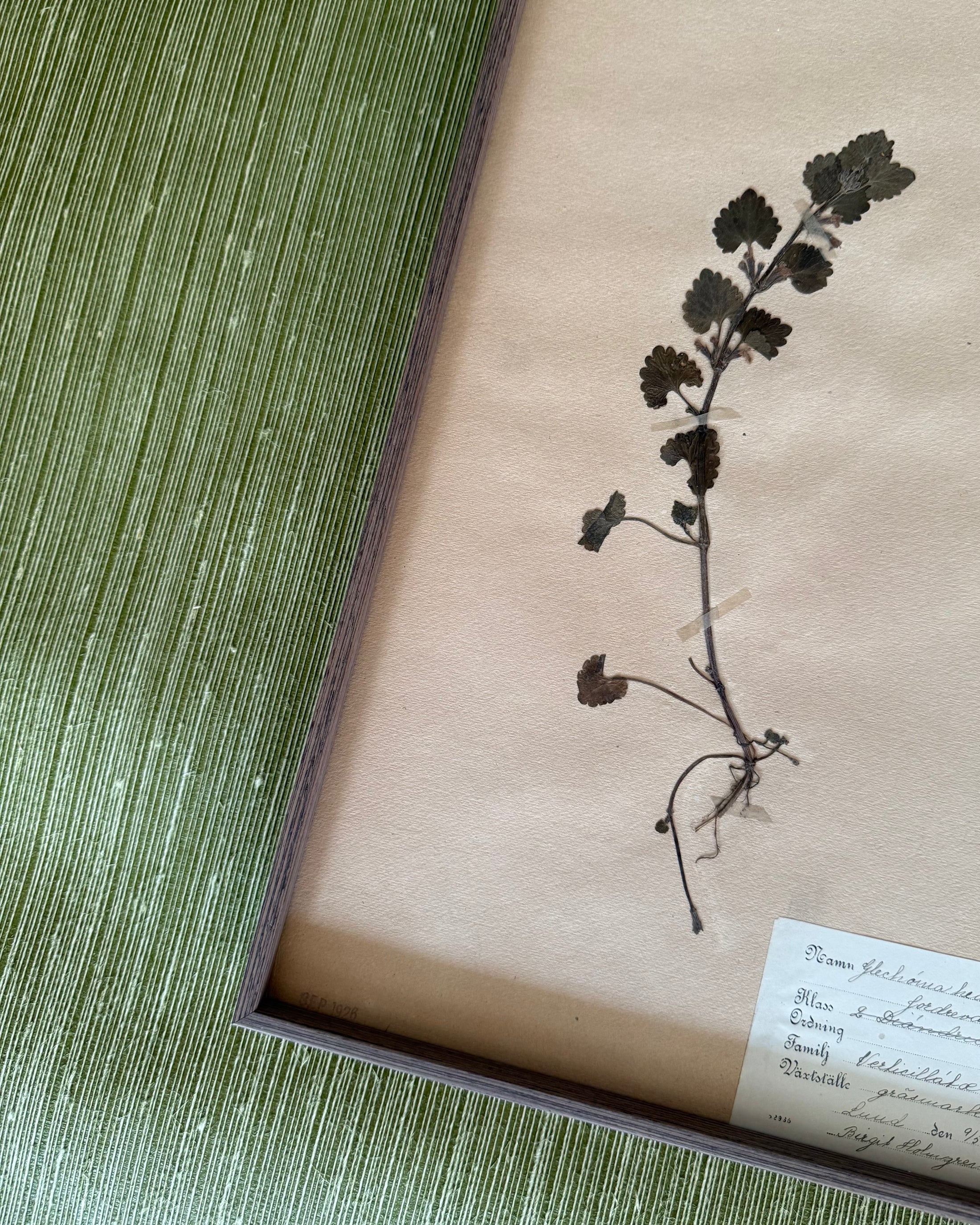 Framed Herbarium Sheet #19