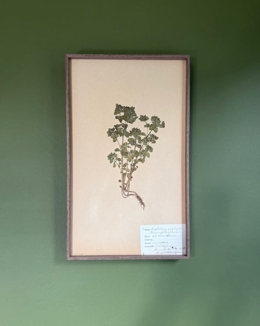 Framed Herbarium Sheet #5