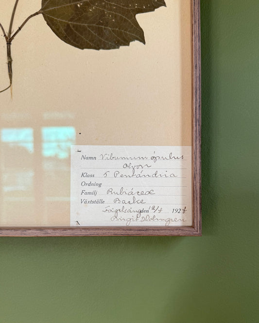 Framed Herbarium Sheet #9