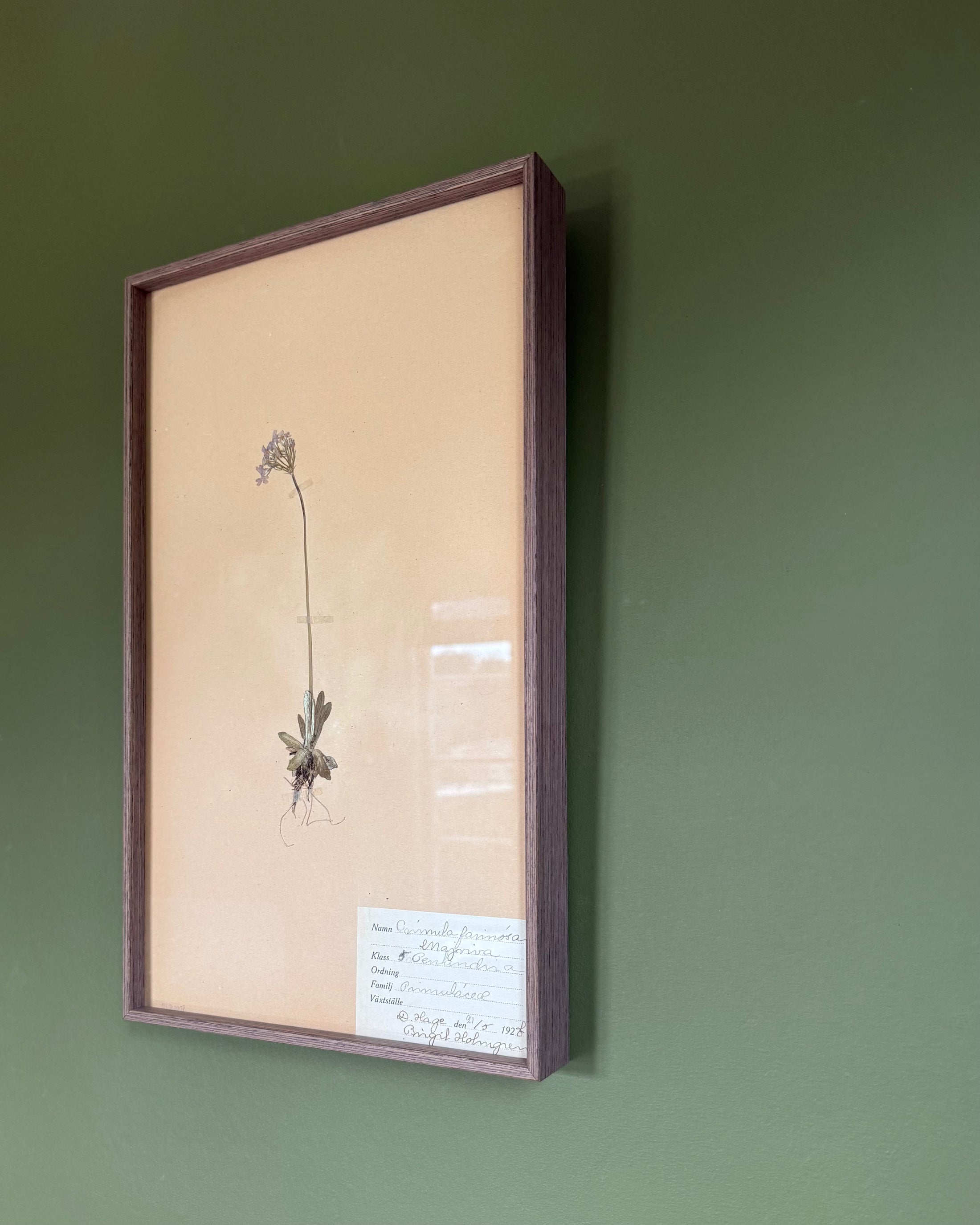 Framed Herbarium Sheet #1