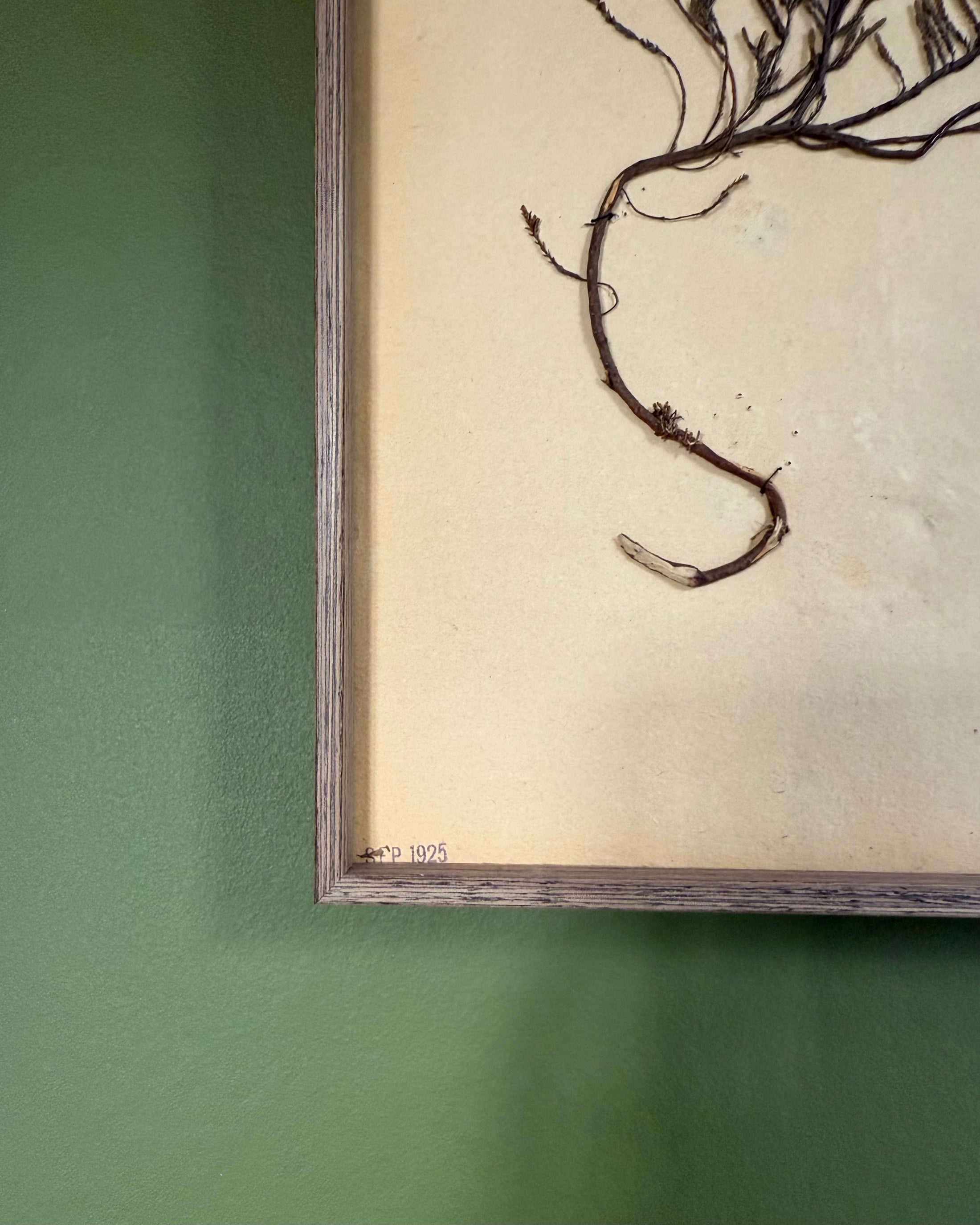 Framed Herbarium Sheet #8