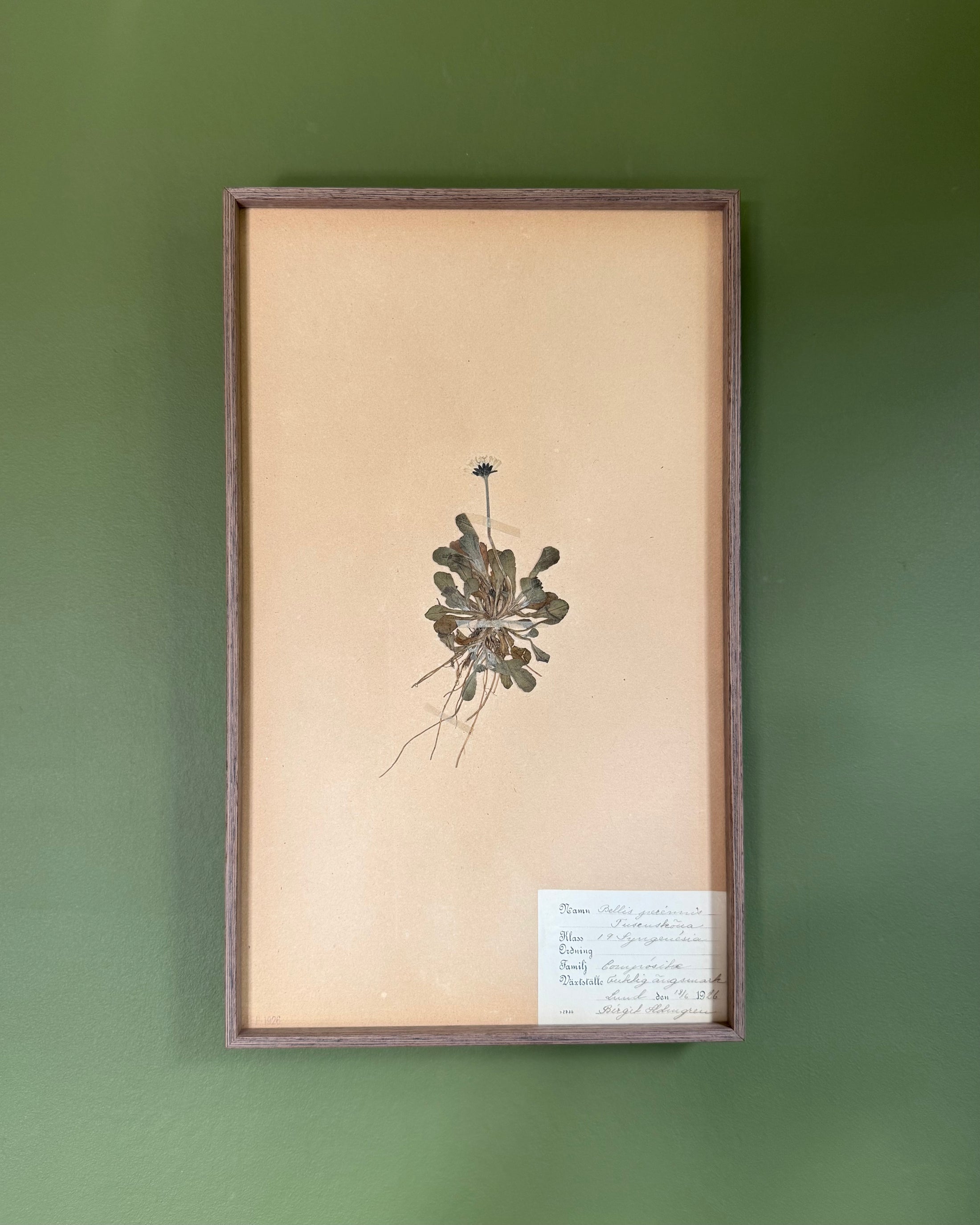 Framed Herbarium Sheet #7