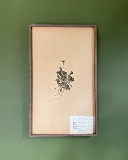 Framed Herbarium Sheet #7