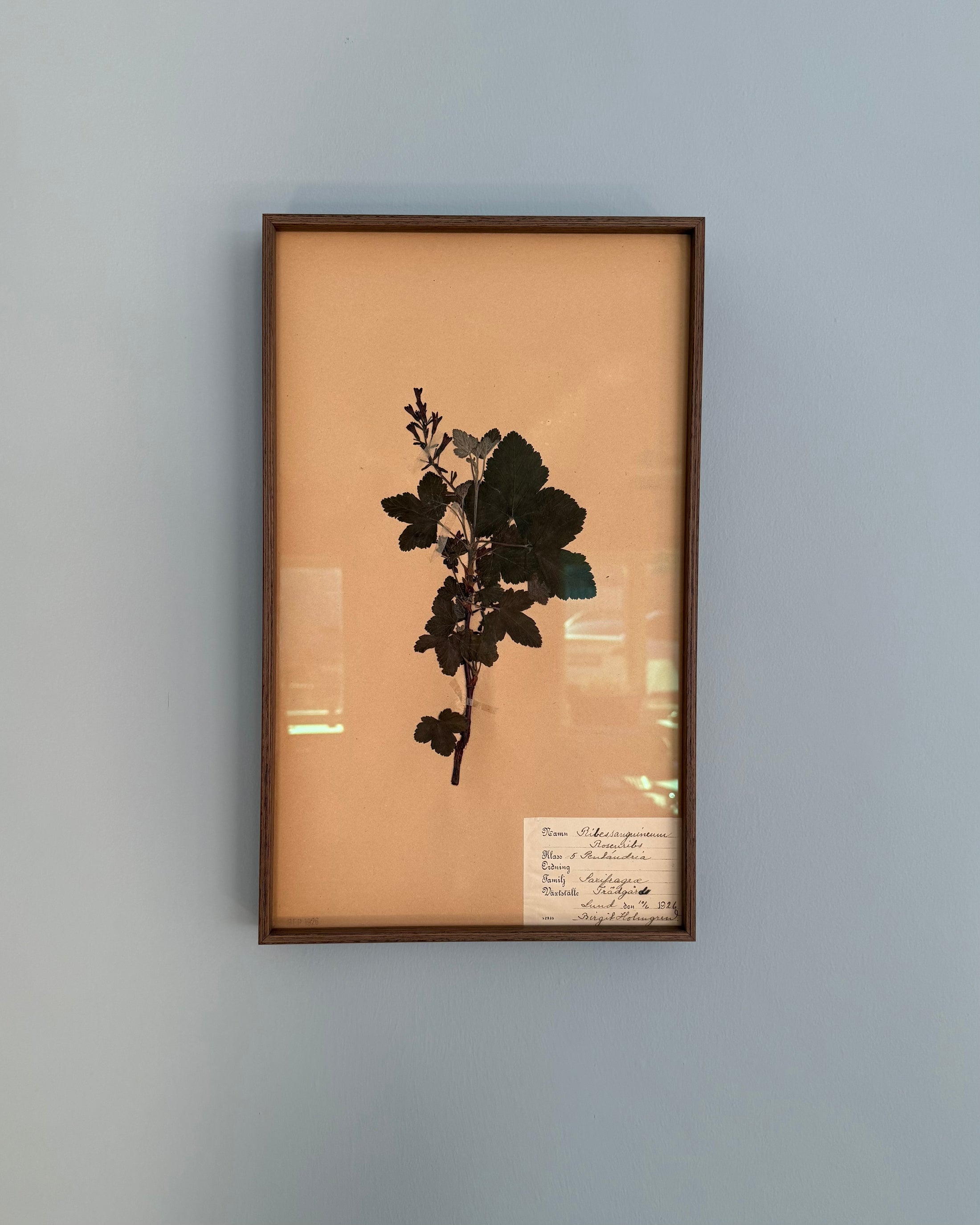 Framed Herbarium Sheet #12