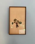 Load image into Gallery viewer, Framed Herbarium Sheet #17
