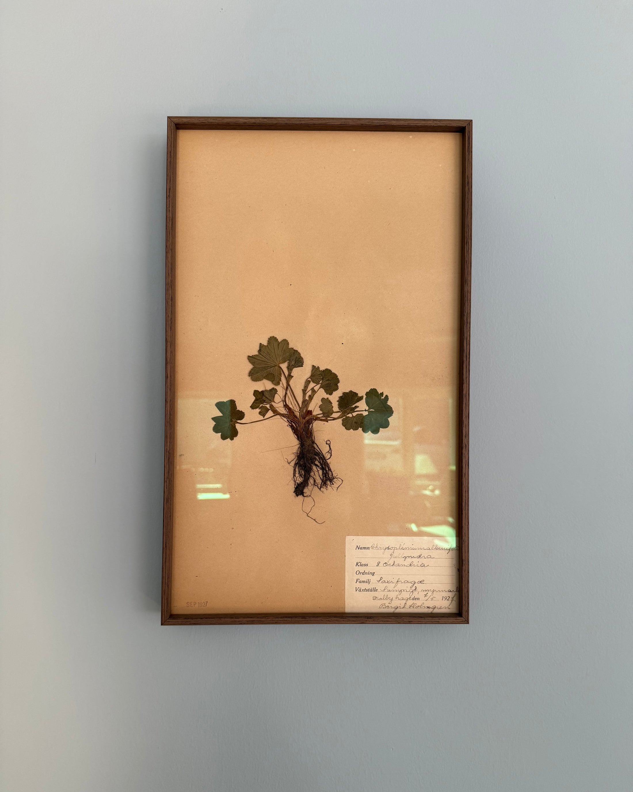 Framed Herbarium Sheet #17