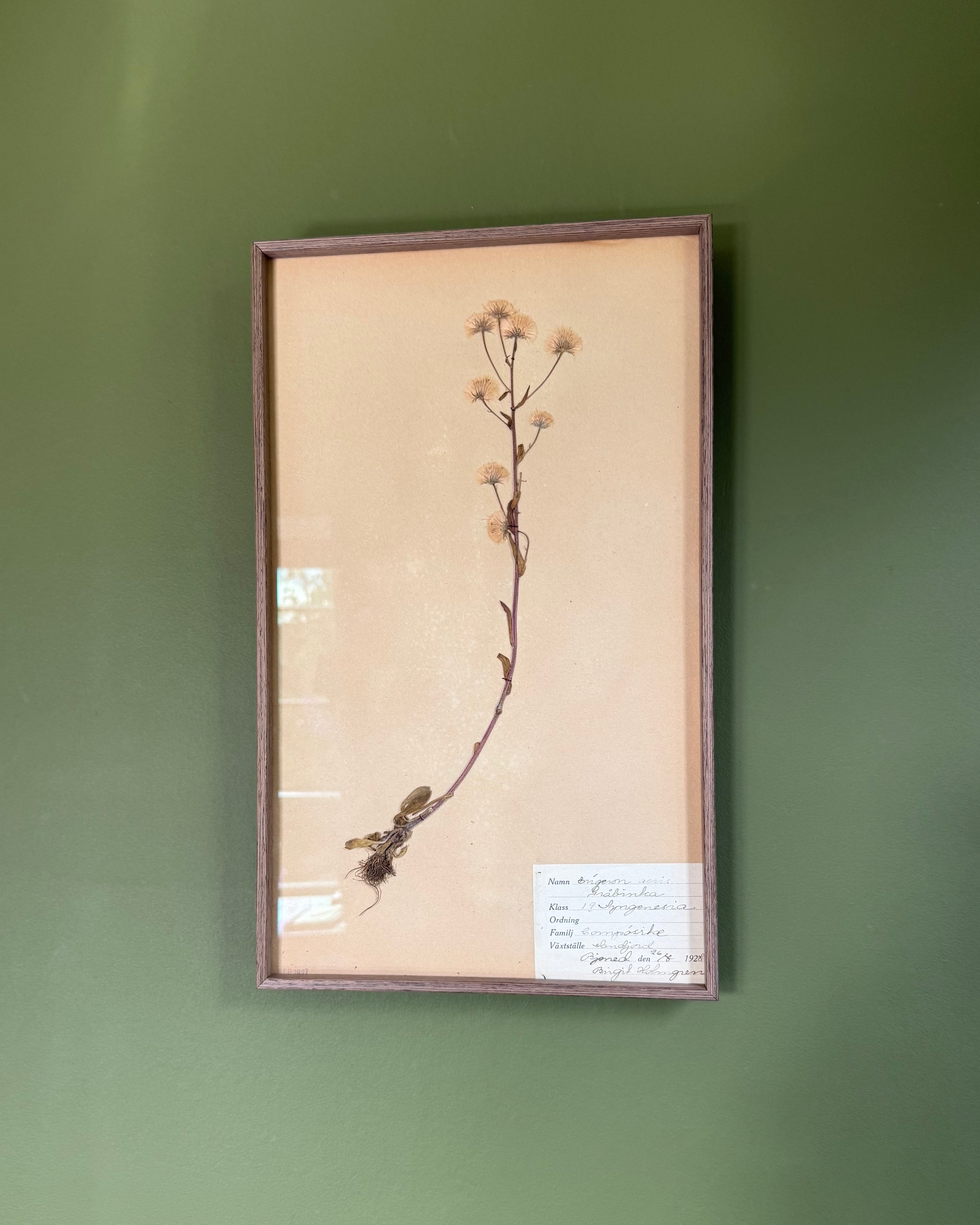 Framed Herbarium Sheet #6