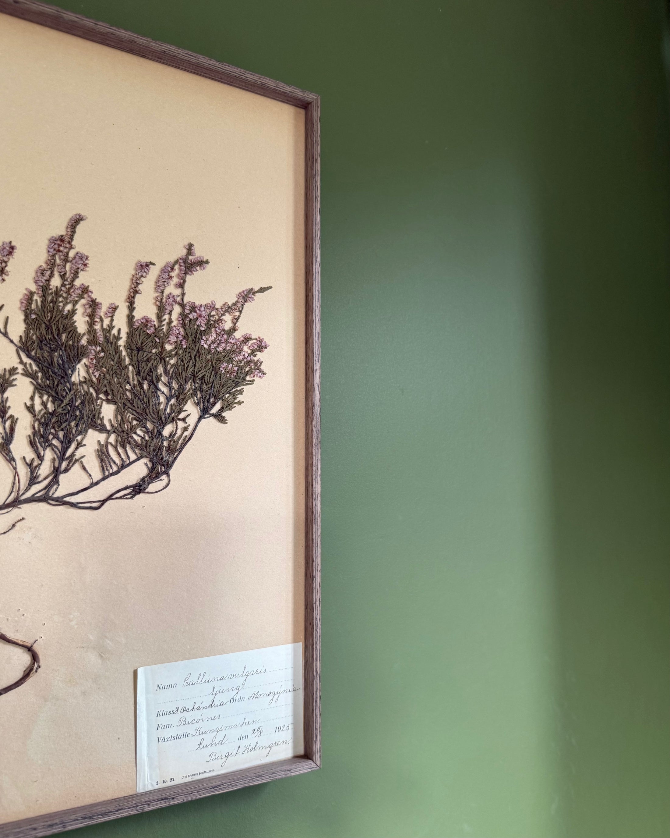 Framed Herbarium Sheet #8