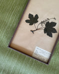 Load image into Gallery viewer, Framed Herbarium Sheet #13
