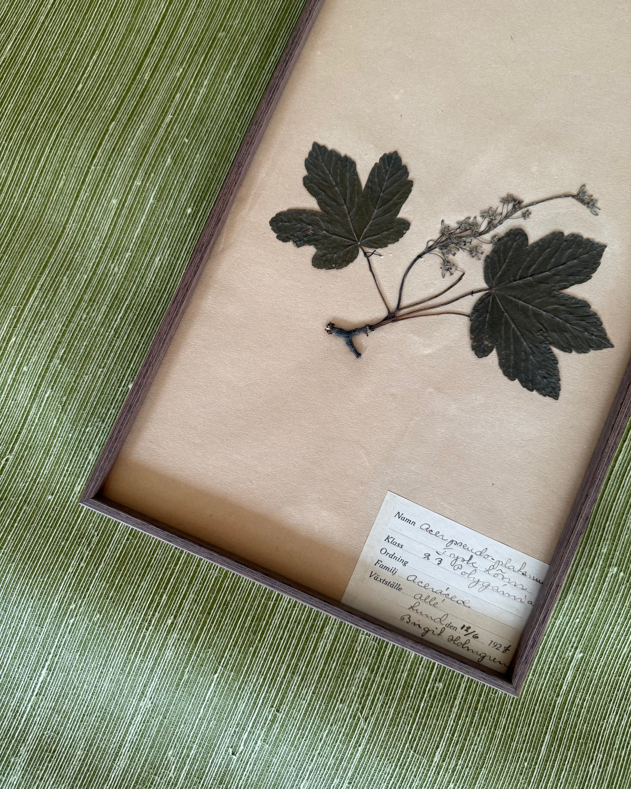 Framed Herbarium Sheet #13