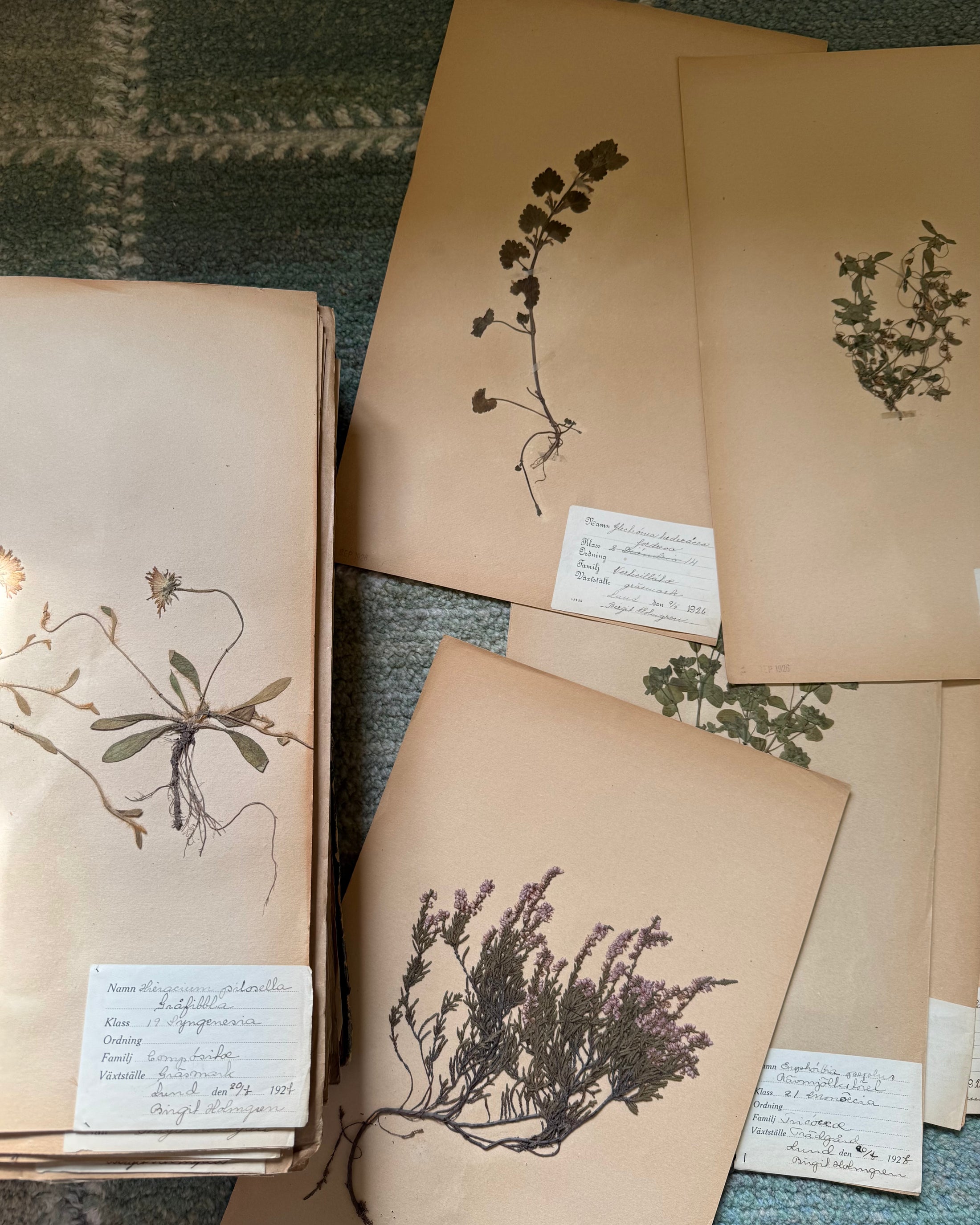 Framed Herbarium Sheet #9