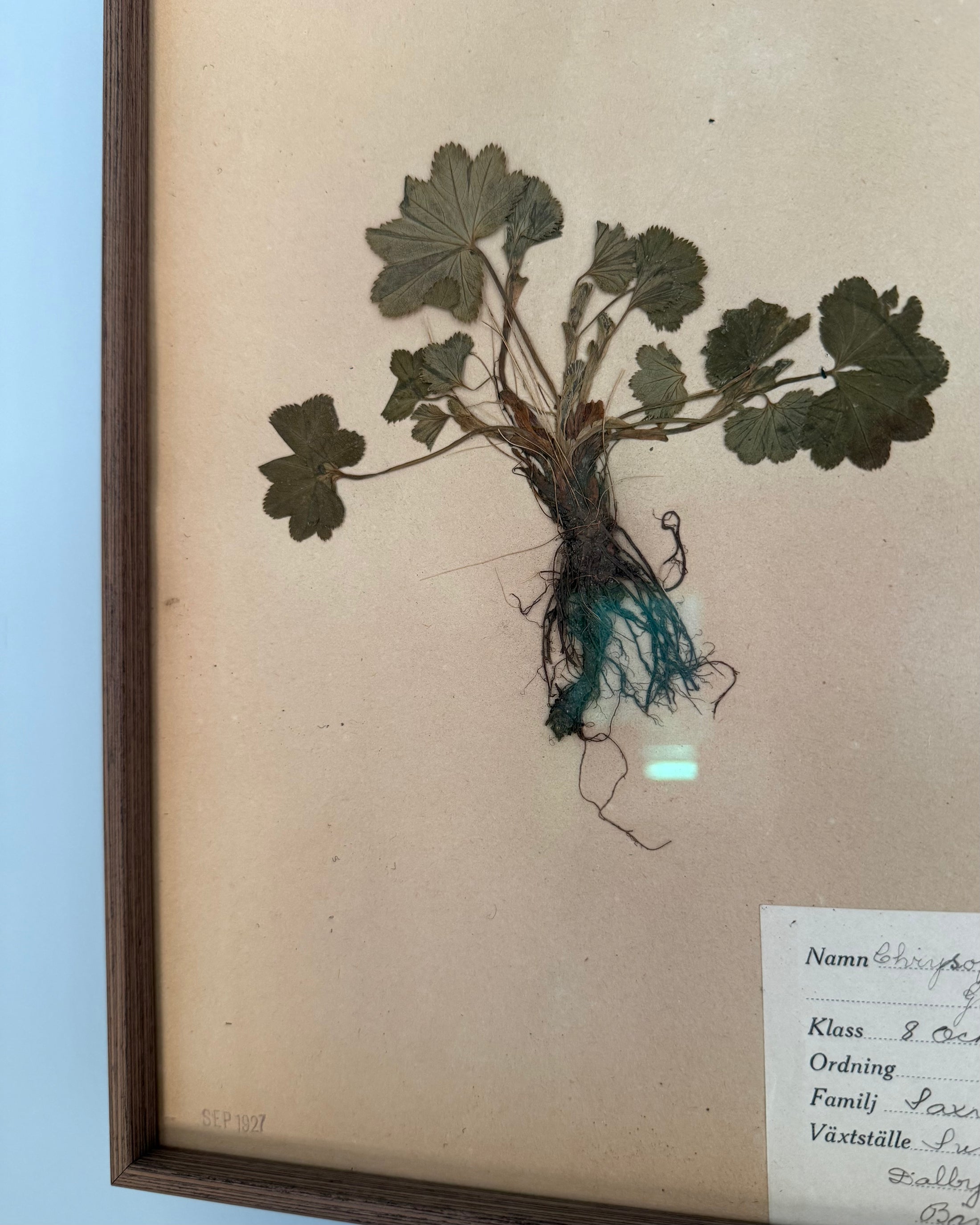 Framed Herbarium Sheet #17