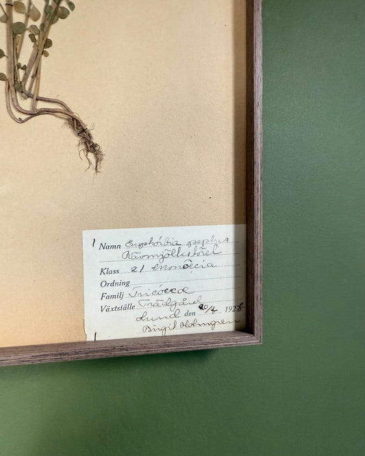 Framed Herbarium Sheet #5