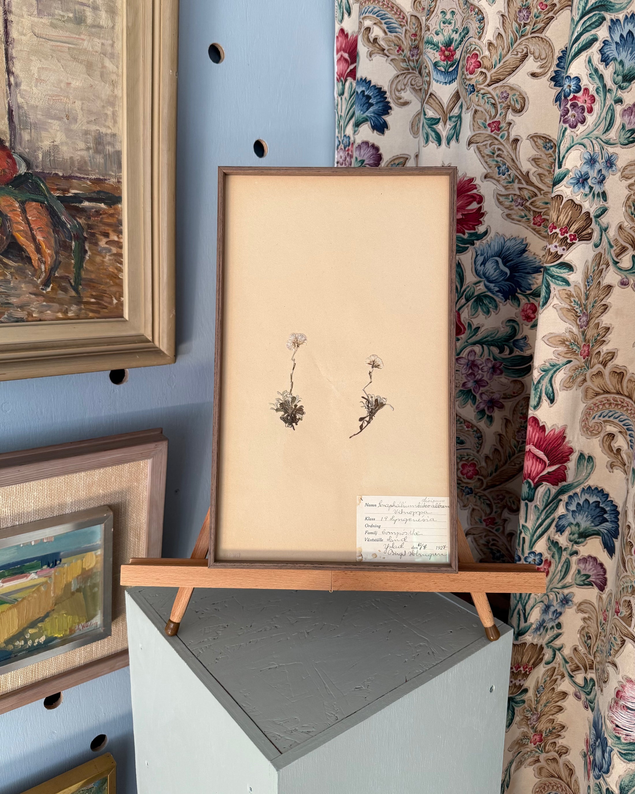 Framed Herbarium Sheet #14