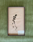 Load image into Gallery viewer, Framed Herbarium Sheet #19
