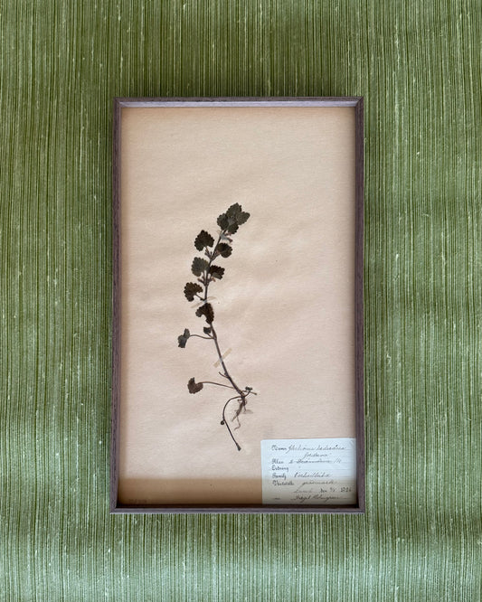 Framed Herbarium Sheet #19