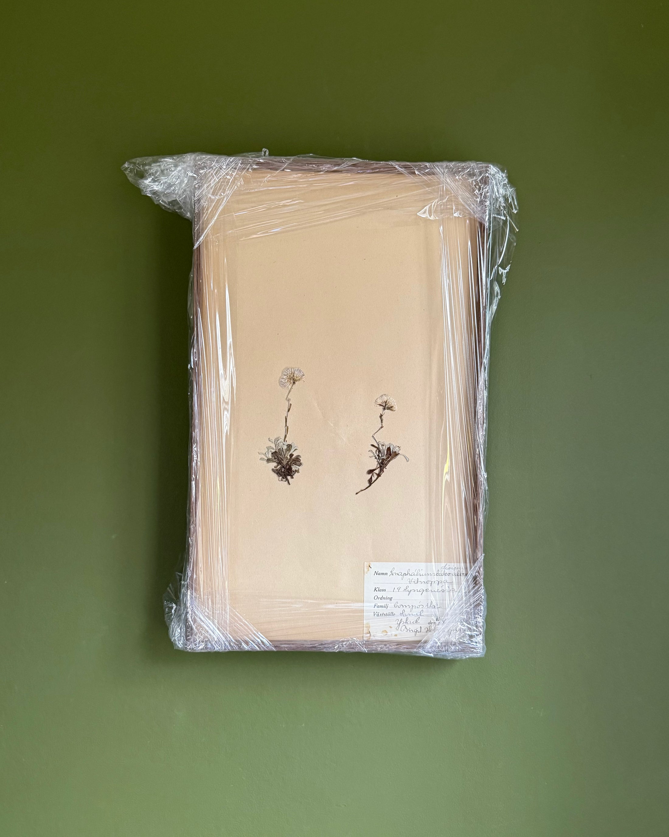Framed Herbarium Sheet #14