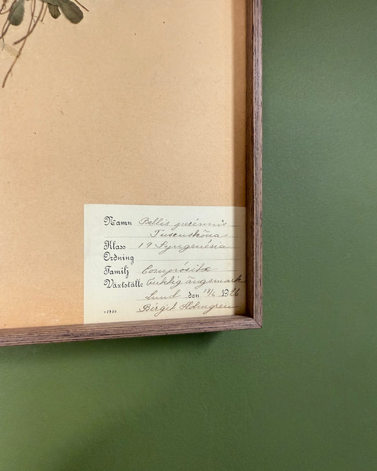 Framed Herbarium Sheet #7