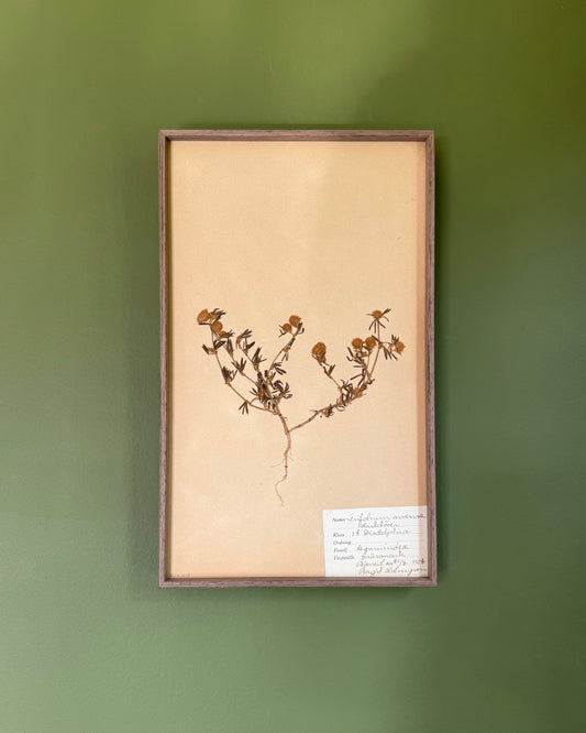 Framed Herbarium Sheet #3
