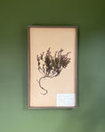 Load image into Gallery viewer, Framed Herbarium Sheet #8

