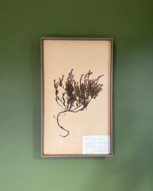 Framed Herbarium Sheet #8