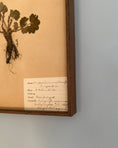 Load image into Gallery viewer, Framed Herbarium Sheet #17
