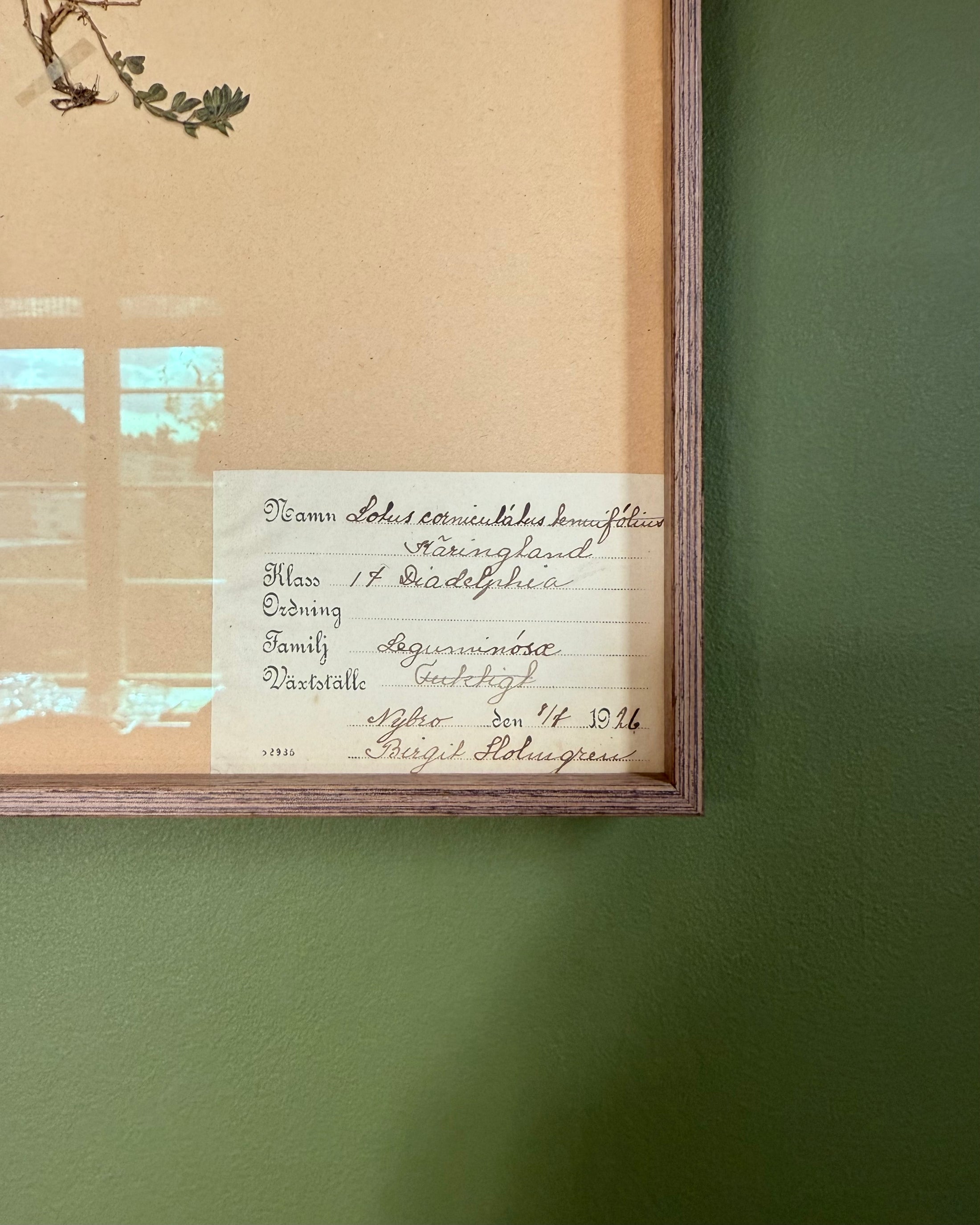 Framed Herbarium Sheet #2