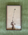 Load image into Gallery viewer, Framed Herbarium Sheet #16
