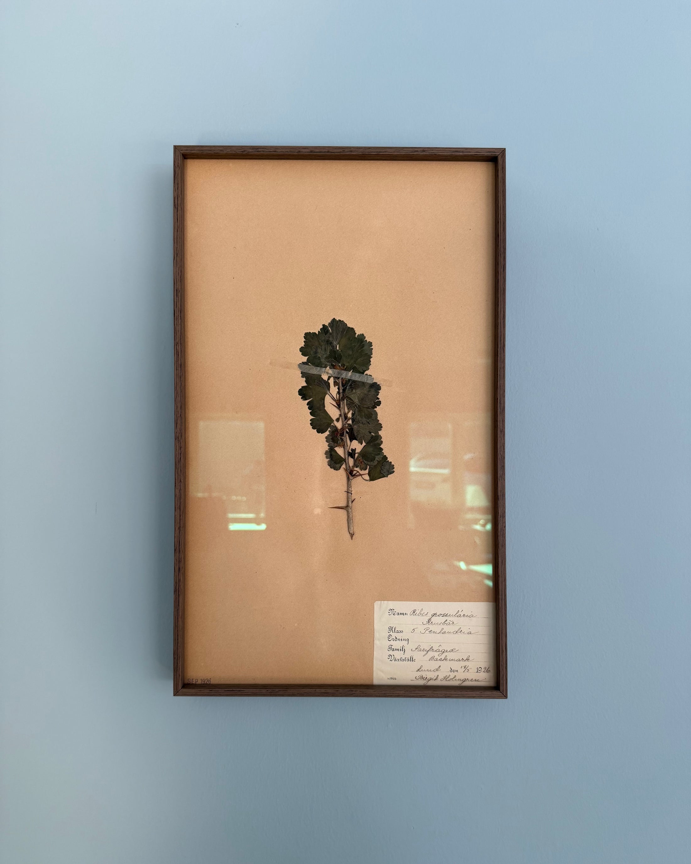 Framed Herbarium Sheet #18