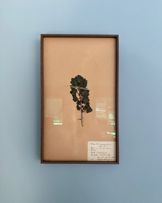 Framed Herbarium Sheet #18