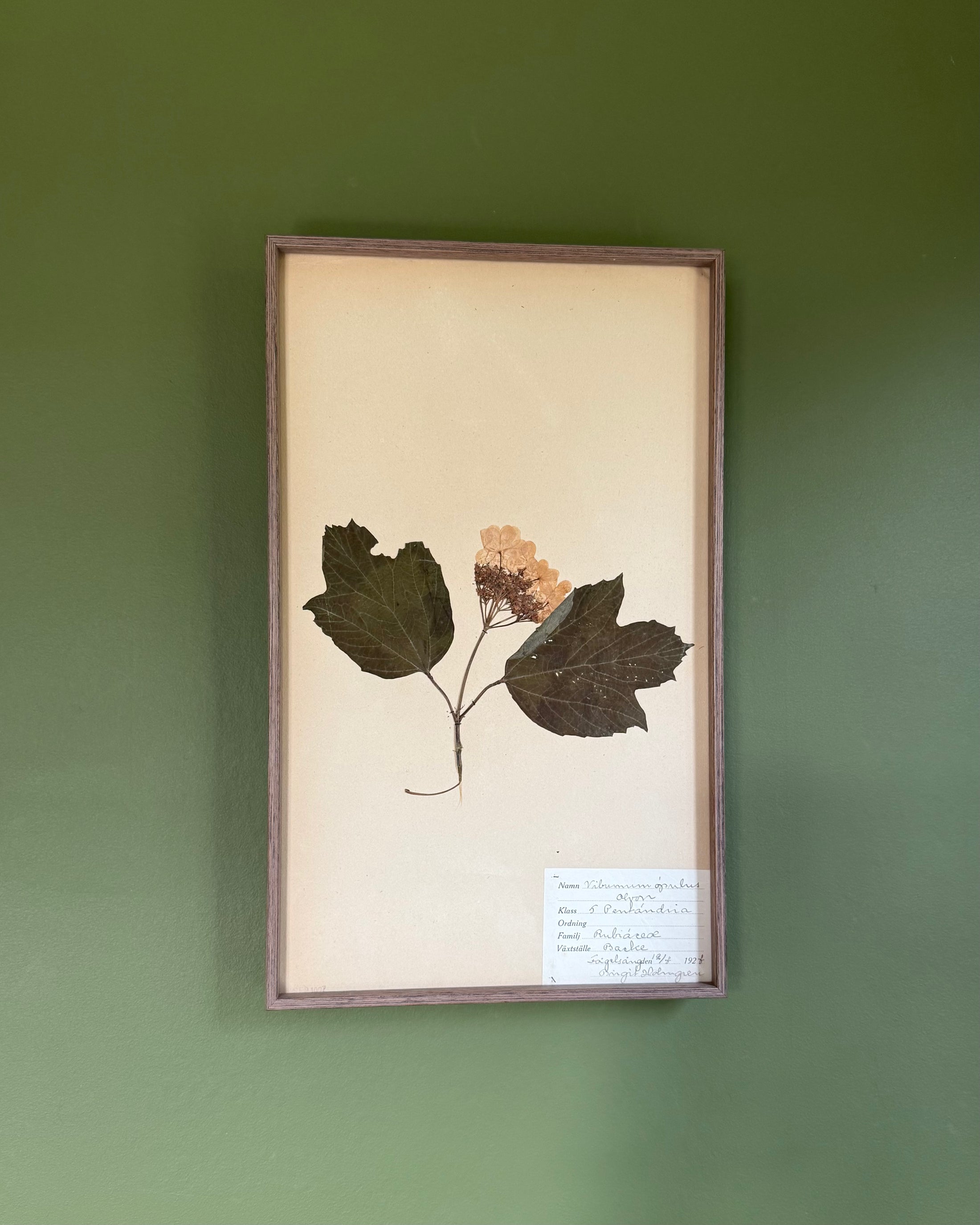 Framed Herbarium Sheet #9