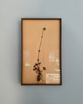 Load image into Gallery viewer, Framed Herbarium Sheet #16
