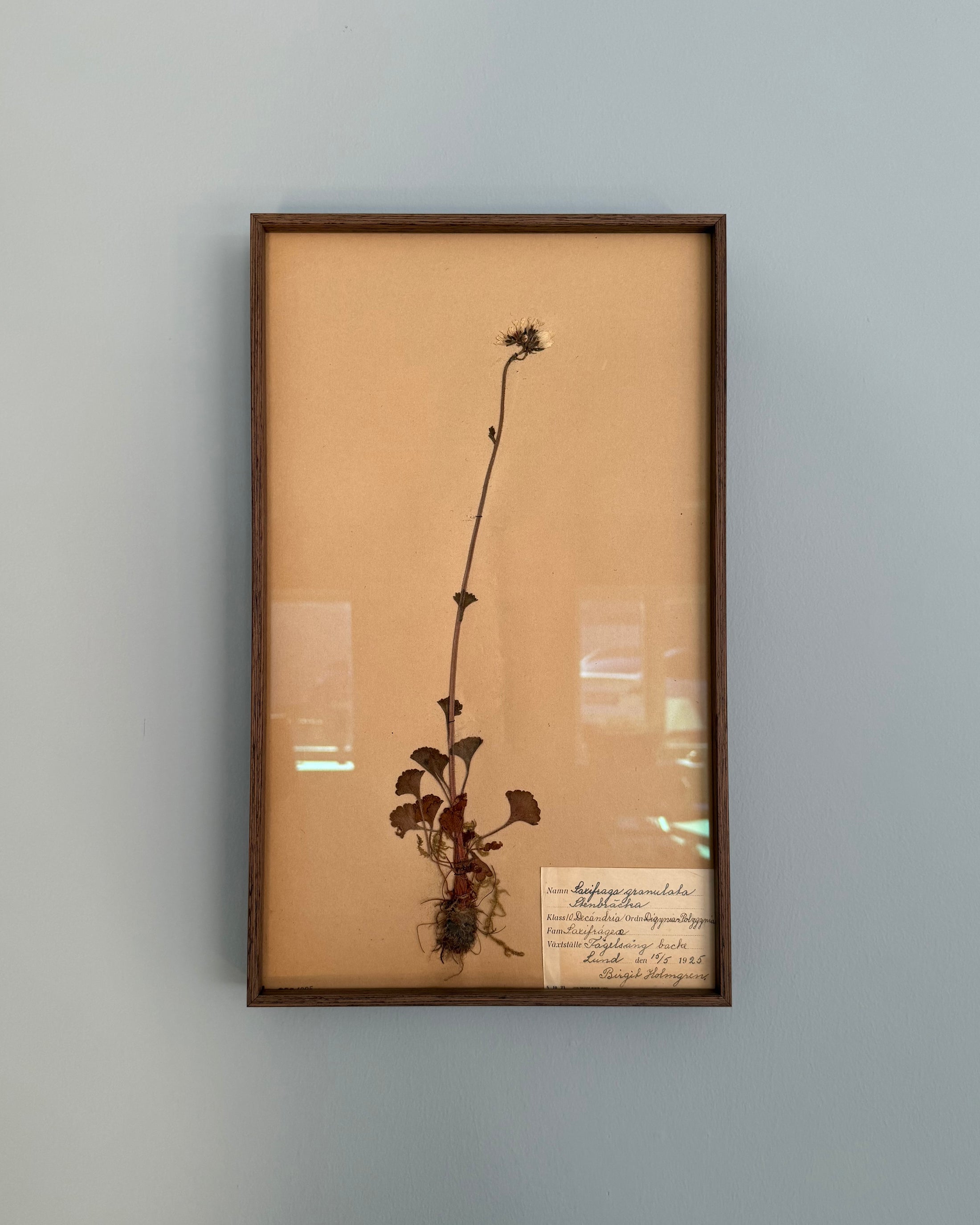 Framed Herbarium Sheet #16