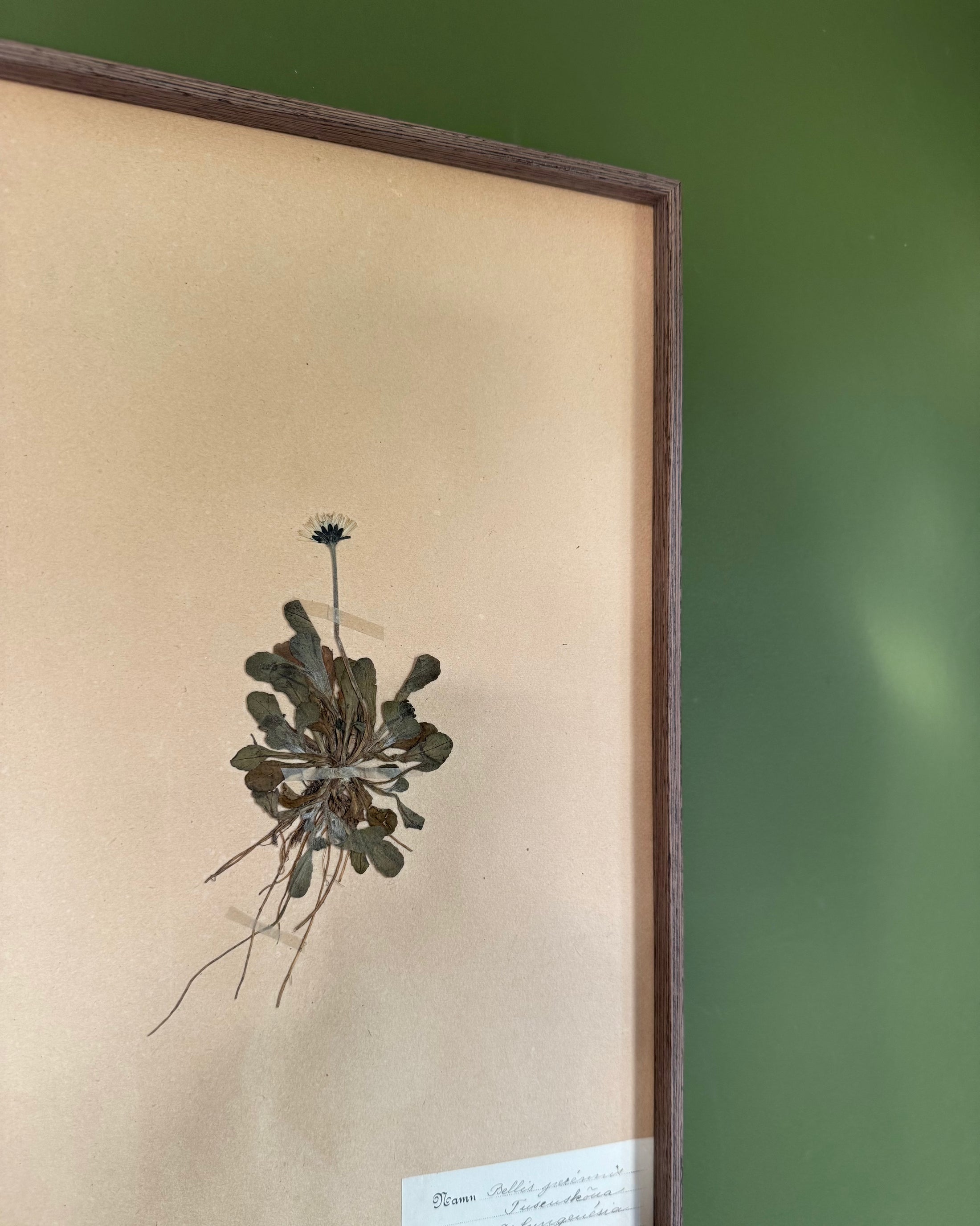 Framed Herbarium Sheet #7