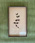 Load image into Gallery viewer, Framed Herbarium Sheet #15
