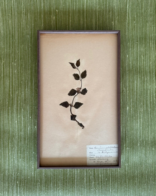 Framed Herbarium Sheet #15