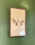 Load image into Gallery viewer, Framed Herbarium Sheet #3
