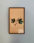Load image into Gallery viewer, Framed Herbarium Sheet #13
