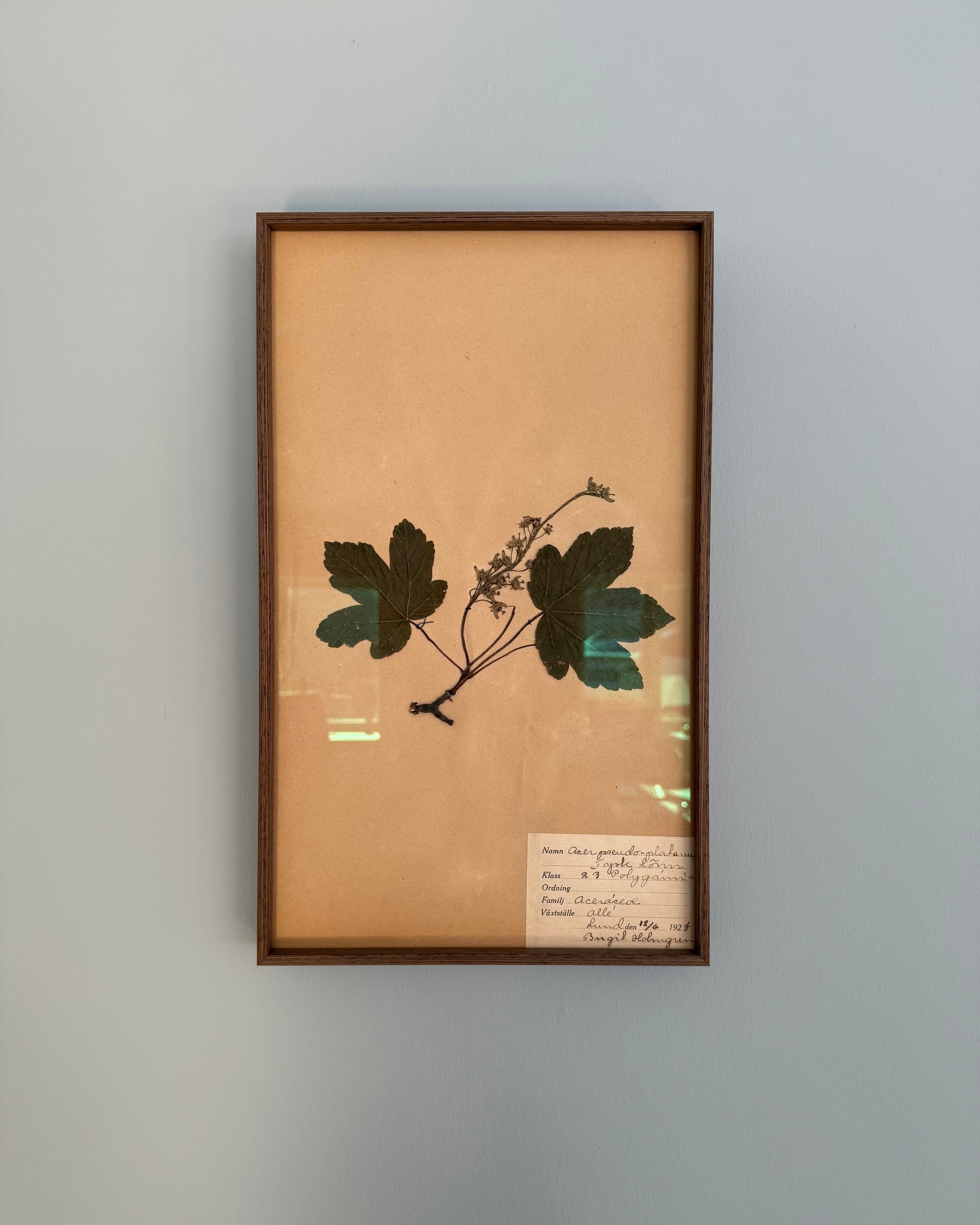 Framed Herbarium Sheet #13