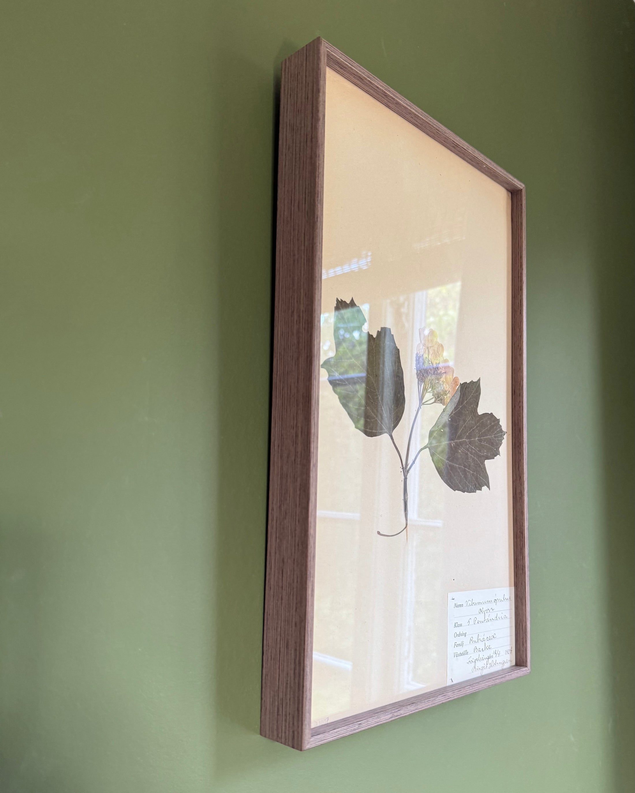Framed Herbarium Sheet #9