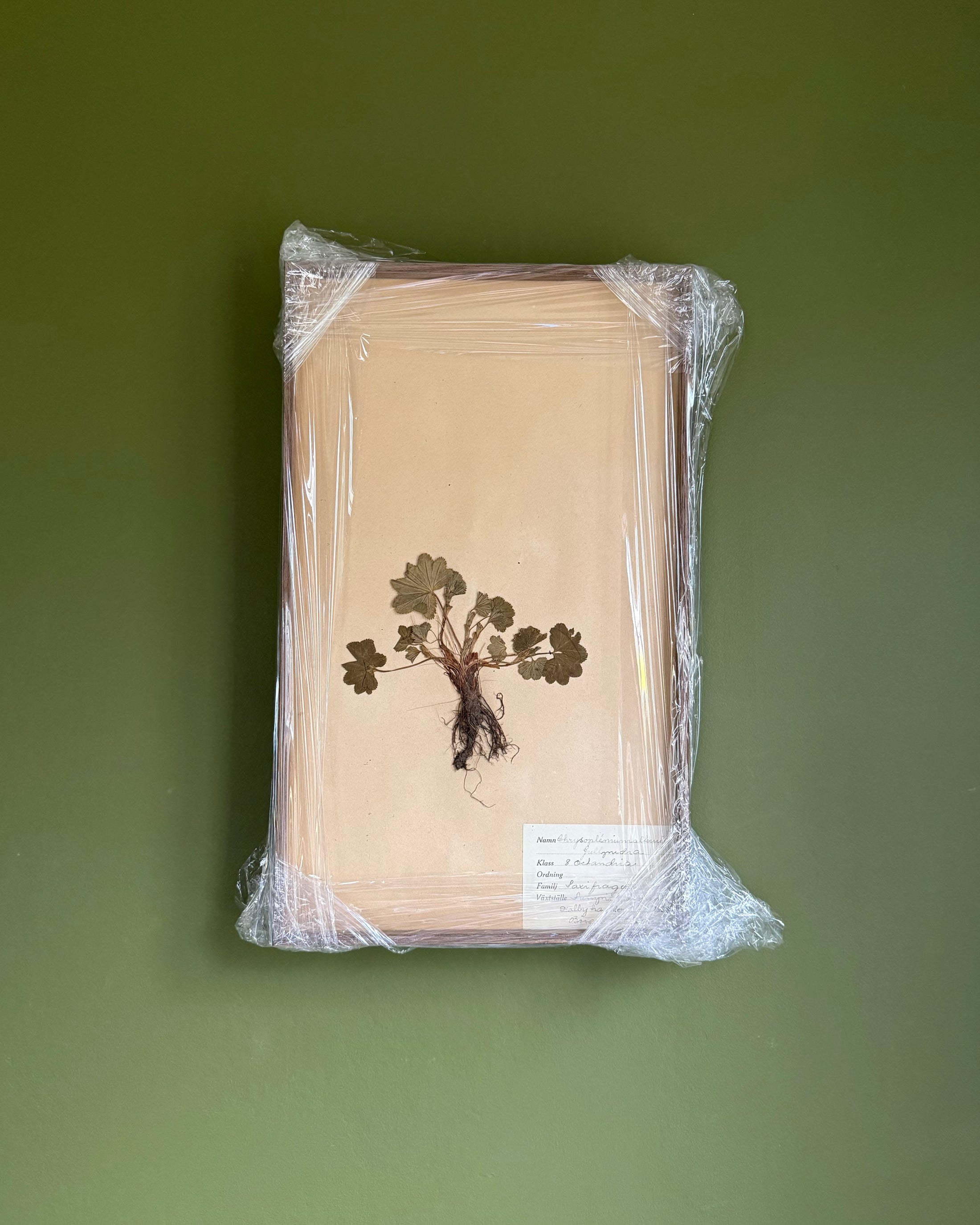 Framed Herbarium Sheet #17