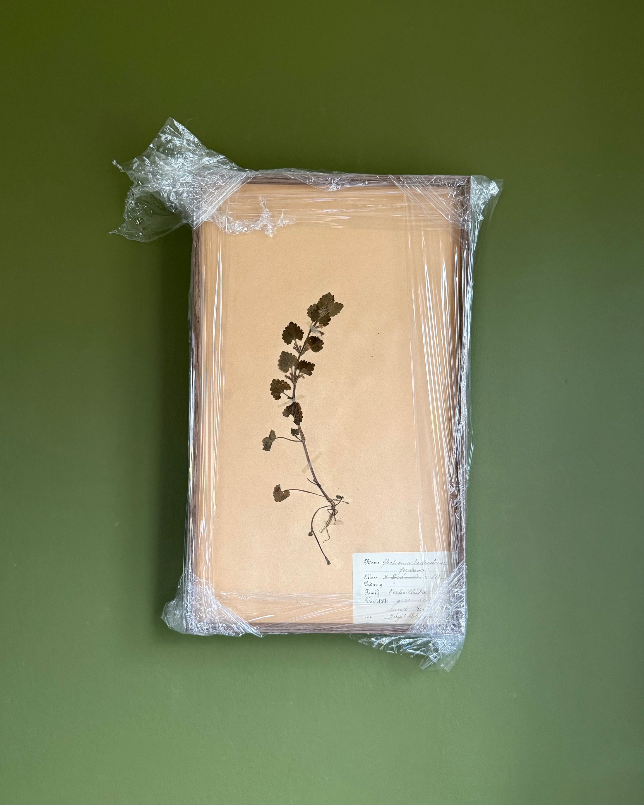 Framed Herbarium Sheet #19