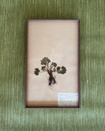 Load image into Gallery viewer, Framed Herbarium Sheet #17
