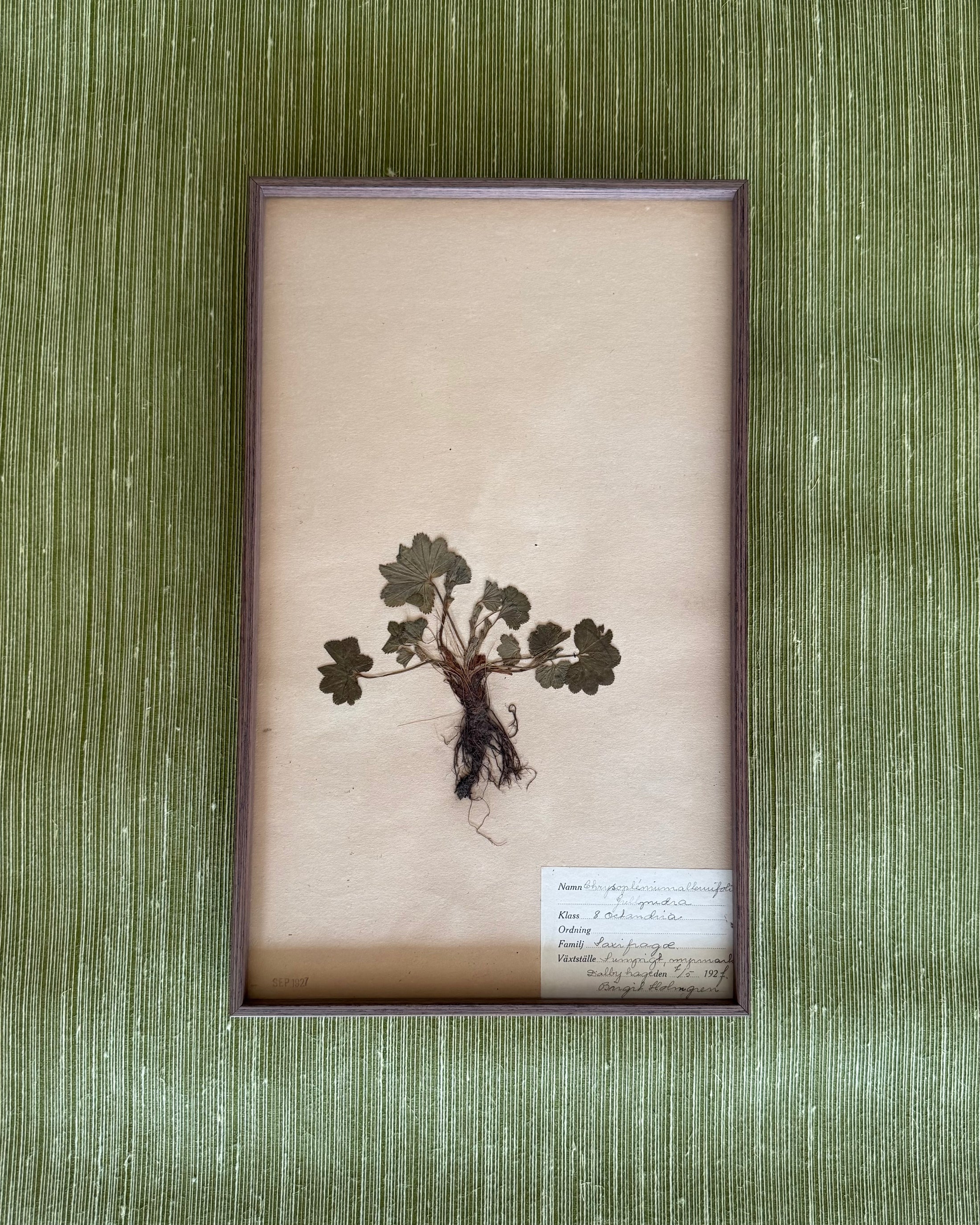 Framed Herbarium Sheet #17