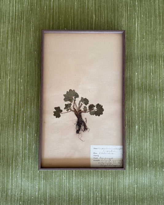 Framed Herbarium Sheet #17