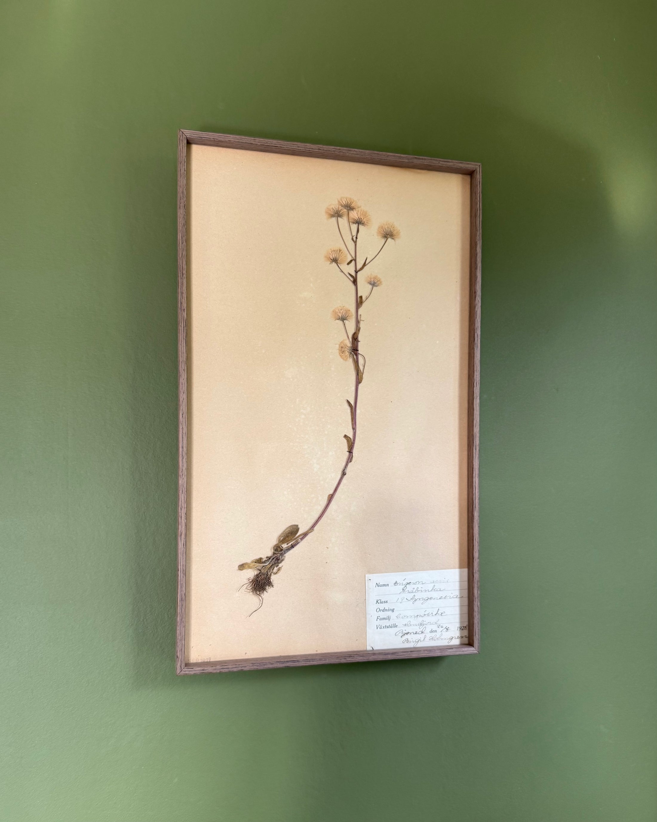 Framed Herbarium Sheet #6