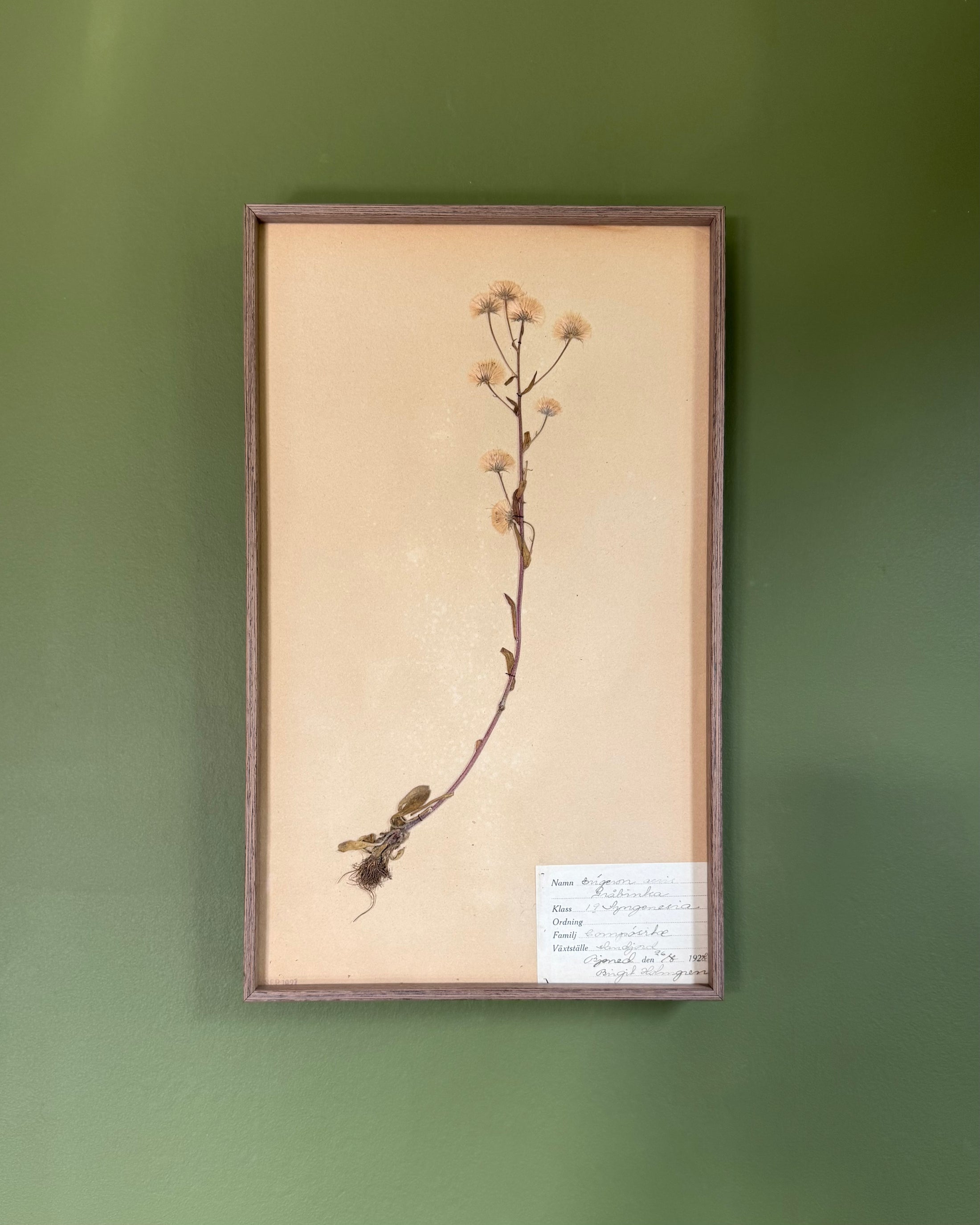 Framed Herbarium Sheet #6