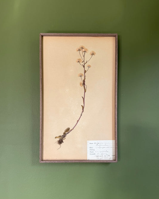 Framed Herbarium Sheet #6