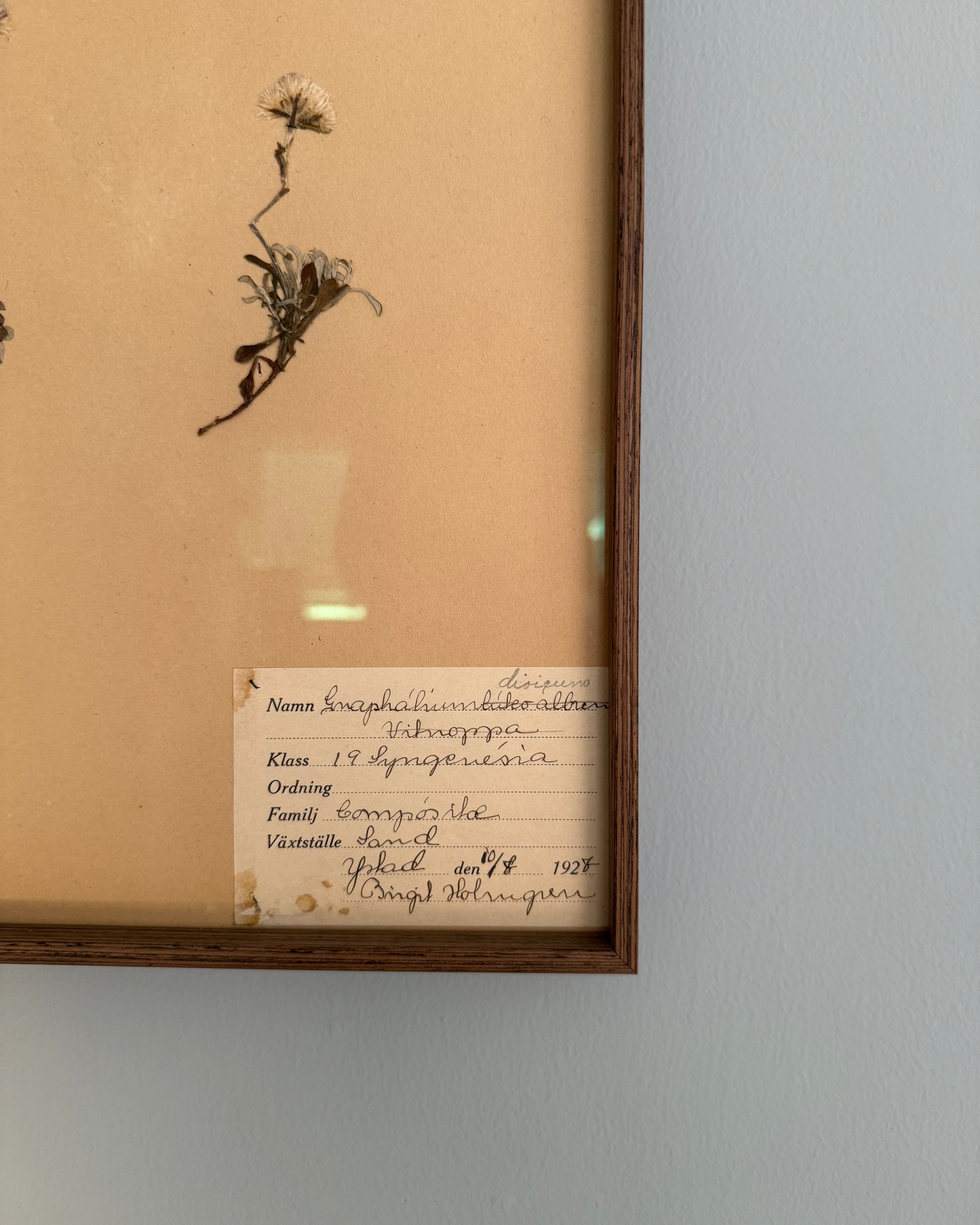 Framed Herbarium Sheet #14